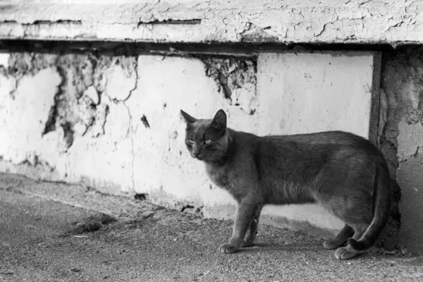 stock image Monochrome horizontal photo, thoroughbred street kitten, homeless animals, on the background of dilapidated building, urban landscape.