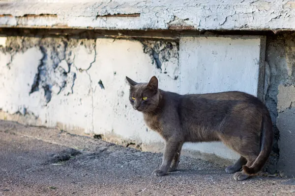 stock image Color horizontal photo, thoroughbred street kitten, homeless animals, on the background of dilapidated building, urban landscape.