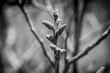 Uzunluğu boyunca kümelenmiş çoklu sarı-yeşil tomurcuklu kahverengi dal, yumuşak mavi bir gökyüzüne karşı kurulmuş. 