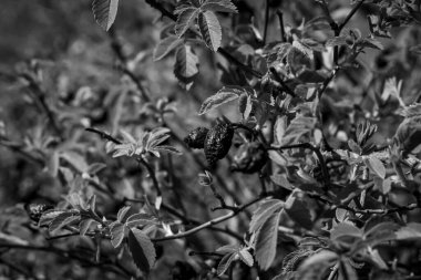 Kurumuş gül kalçaları çalılıklardaki parlak yeşil yaprakların arasına yerleşir. Buruşuk, koyu renkli meyveler, yemyeşil, tırtıklı yapraklar ve parlak bir tonla tezat oluşturuyor..