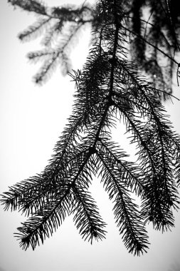 Soluk bir gökyüzüne karşı siluetlenmiş kozalaklı ağaç dallarının yakın çekimi. İğne benzeri yapraklar yoğun bir şekilde paketlenir ve parlak arkaplana karşı koyu görünür, hassas, dantel benzeri bir desen yaratır..
