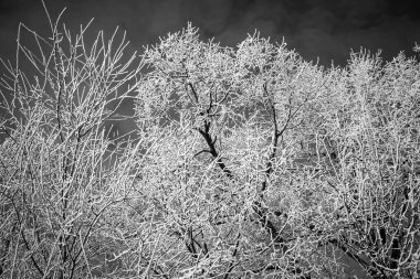 Hoarfrost birbirine dolanmış dalların hassas yapısını vurgulayan dantelli bir doku yaratır..