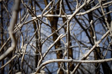 Ağaç donuyla kaplanmış dallar mavi gökyüzüne karşı karmaşık desenler oluşturur. Buz her dalda beyaz kristaller oluşturur..