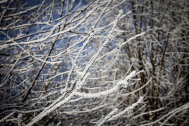Ağaç donuyla kaplanmış dallar mavi gökyüzüne karşı karmaşık desenler oluşturur. Buz her dalda beyaz kristaller oluşturur..