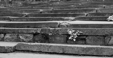 Eski, ufalanan taş basamaklar, çatlaklardan geçen dirençli bitkiler, saf siyah ve beyaza yakalanmış, zamanın amansız ilerleyişini ve doğanın ebedi ruhunu somutlaştırıyor..