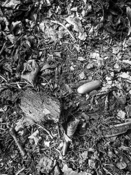 Siyah beyaz bir fotoğraf, meşe palamudu ve güneşli bir günde ormanda yerde bir parça ağaç kabuğu.