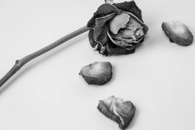 Kıvrık yapraklı solmuş bir gül pürüzsüz bir yüzeyde duruyor. Siyah-beyaz görüntü çiçeğin narin dokularını ve gölgelerini vurgular.. 