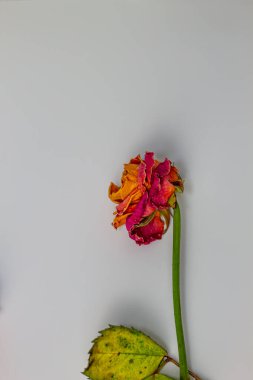 Kırmızı ve turuncu yapraklı kurumuş bir gül beyaz bir yüzeyde yatar. Koyu kırmızı ile turuncu arasında değişen renkler, kurumuş bir gülün tipik kıvrımlı kuru dokusuna sahiptir..