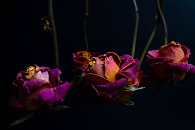 Canlı pembe ve turuncu yaprakları olan üç kurumuş gül, kökleri koyu bir arkaplanı işaret ederek asılıdır. Karanlık ayar çiçeklerin solmuş ama zengin renklerini vurguluyor.