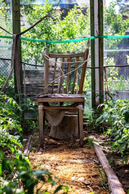 Doğanın yerini geri aldığı eski bir seraya bakan tek bir sandalye, filtrelenmiş cam ışıklarının altında yemyeşil bir yeşilliğin ortasında duruyor. Unutulmuş bir sığınak.