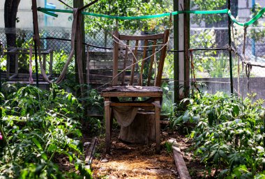 Doğanın yerini geri aldığı eski bir seraya bakan tek bir sandalye, filtrelenmiş cam ışıklarının altında yemyeşil bir yeşilliğin ortasında duruyor. Unutulmuş bir sığınak.