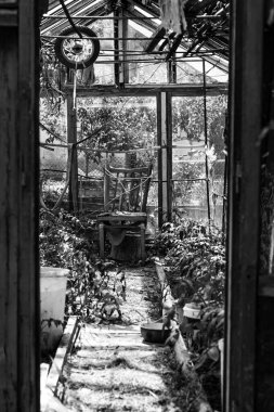 Doğanın yerini geri aldığı eski bir seraya bakan tek bir sandalye, filtrelenmiş cam ışıklarının altında yemyeşil bir yeşilliğin ortasında duruyor. Unutulmuş bir sığınak.