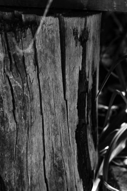 Yıpranmış ahşap bir direk ya da ağaç kütüğü, yeşil yapraklar ve çevresini saran narin örümcek ağıyla, doğal ışıkla vurgulanmış karmaşık çatlaklarını ve derin dokularını ortaya çıkarır..