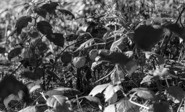 Sapında tek renkli Physalis (Çin Feneri) meyveleri, güçlü doğal güneş ışığı ve gölgesi olan karanlık, işlek bir orman arka planına kurulmuştur..