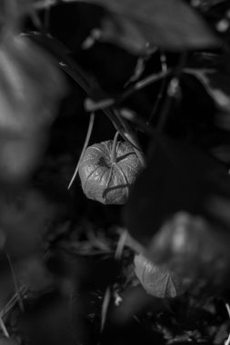 Tek bir Physalis (Çin Feneri) böğürtleninin tek renkli görüntüsü, koyu yeşillikle çerçevelenmiş ve desen ve gölgeyi vurgulamak için çarpıcı bir şekilde ışıklandırılmış.