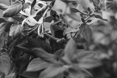 Parlak bir çiçeğin yanında yaprakları sürükleyen peygamberdevesinin yoğun siyah-beyaz makrosu, dokuyu, gölgeyi ve doğadaki dramatik ışık ve karanlık kontrastını vurguluyor..