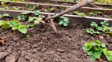 Bahçıvan çilek filizlerinin etrafındaki toprağı işliyor. Bahçedeki aletle toprağı gevşetmek. Çapayla gevşemek bitkileri kışa hazırlamak için kullanışlı bir araçtır..