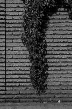 Merkezinde büyüyen kalın, dikey sarmaşık veya yaban sarmaşığı akıntısı olan taştan bir duvarın siyah ve beyaz yakın çekimi güçlü bir doğal ve mimari karşıtlık yaratır..