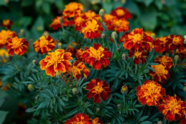 Turuncu Fransız kadife çiçekleri ya da bahçede açan Tagetes patula. Seçici odak.