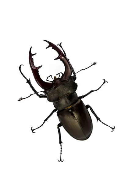 Escaravelho Isolado Sobre Fundo Branco Lucanus Cervus — Fotografia de Stock