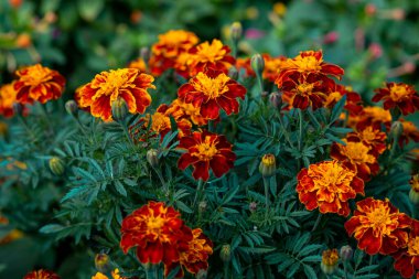 Turuncu Fransız kadife çiçekleri ya da bahçede açan Tagetes patula. Seçici odak.