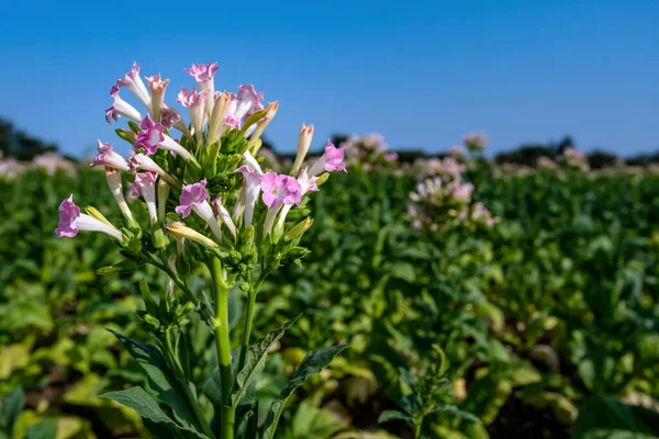 Flowering tobacco plants in tobacco plantation field against blue sky background. Selective focus.