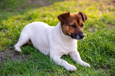 Parktaki yeşil çimlerin üzerinde güzel beyaz ve kahverengi bir köpek yatıyor. Seçici odak.