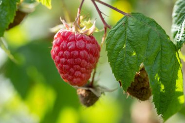 Bahçedeki dalda yeşil yapraklarla çevrili olgun kırmızı ahududu..
