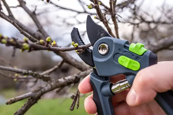 A gardener prunes a plum tree with pruning shears in a spring garden.