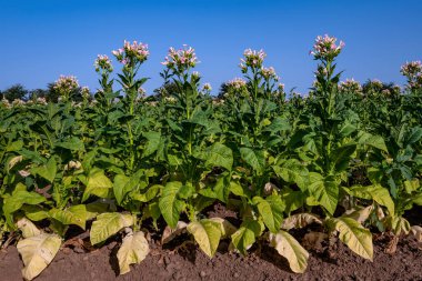 A tobacco plantation with ripe leaves and blooming flowers on a sunny summer day. clipart