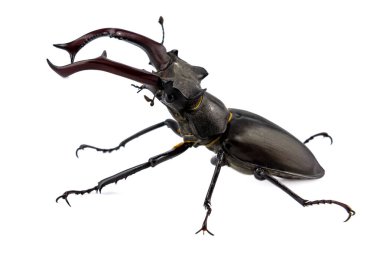 Geyik böceği beyaz arkaplanda izole edildi (Lucanus Cervus)
