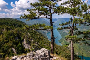 Banjska stena 'dan Drina nehrinin kanyonu, Sırbistan' daki Tara Ulusal Parkı manzarası.