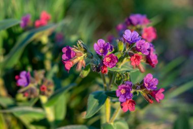 Güneşli bahar gününde çiçek açan akciğerotunun (Pulmonaria officinalis) yakın çekimi. Seçici odak.