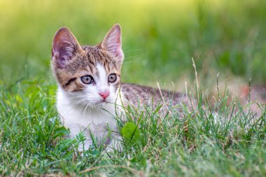 Yeşil çimlerin üzerinde küçük sevimli bir kedi. Seçici odak.
