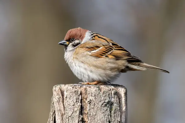 Avrasya ağaç serçesi ahşap bir kütükte oturur..