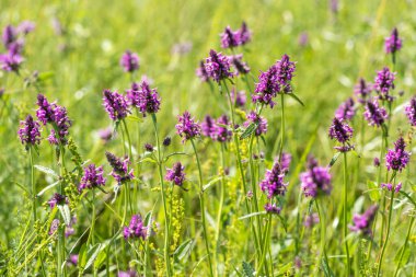 Güneşli bir günde çimenlikte Betony ya da Stachys 'in çiçek açan çiçekleri. Seçici odak.