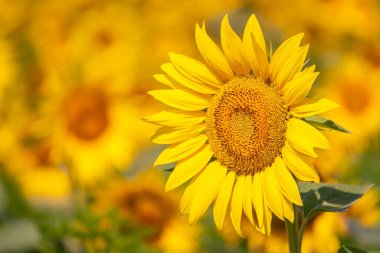 Güneşli bir yaz gününde tarlada açan ayçiçeği metin için fotokopi alanı ile.