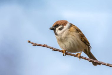 Eurasian sparrow stands on a branch against a blue sky. clipart