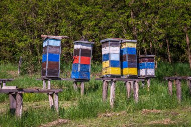 A rural apiary with colored old wooden beehives in a meadow. clipart