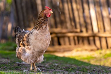 Çiftlik bahçesinde evcil tavuk, ahşap çitlerin yanında yeşil çimlerde yürüyor..