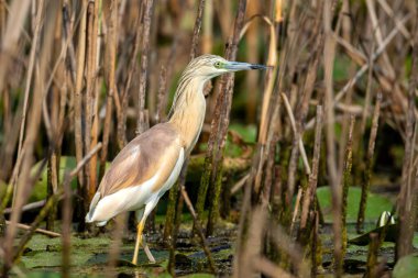 Squacco heron (ardeola ralloides) bataklıktaki sazlıklar arasında.