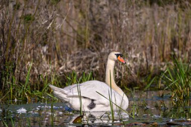 Güneşli bir günde gölde beyaz kuğu