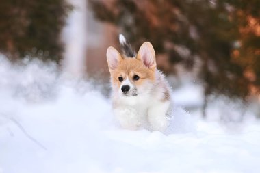  Kış manzarasında karda koşan enerjik bir Pembroke Galli Corgi yavrusu. Hareket eden hareket, etrafta uçuşan kar ve yavru köpeğin yüzündeki neşe..