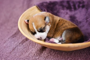 Yeni doğan Pembroke Galli Corgi, yumuşak bir menekşe battaniyenin üzerinde, tahta bir kasede kıvrılmış, huzur içinde uyuyor..