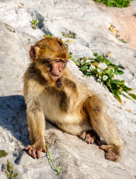 Joven Macaco Bárbaro Siiting Soñando Roca Gibraltar — Foto de Stock
