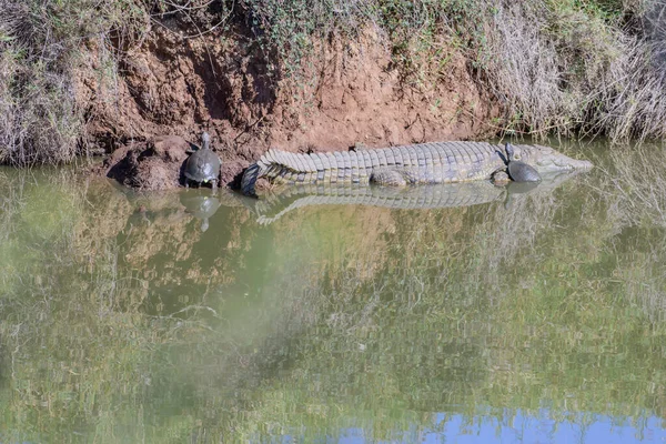 Черепахи Крокодилы Купаются Загорают Озере Недалеко Хёдспруита Юар — стоковое фото