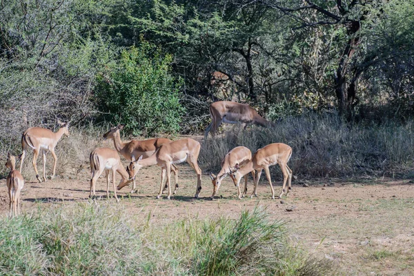 Impalas São Antílopes Tamanho Médio Que Vagueiam Pela Savana Bosques — Fotografia de Stock