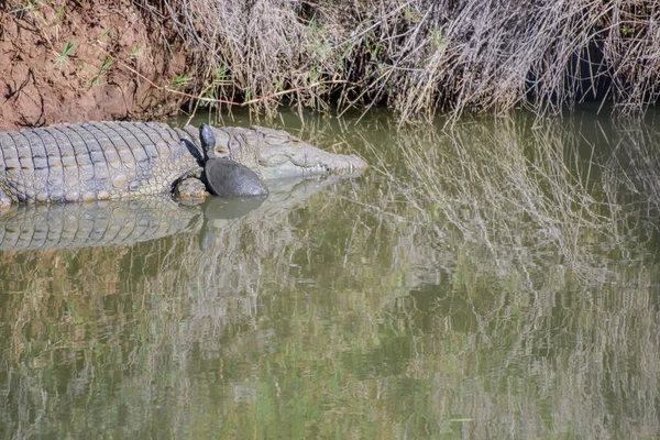 Teknősök Krokodilok Úsznak Napoznak Egy Tóban Hoedspruit Közelében Dél Afrikában — Stock Fotó
