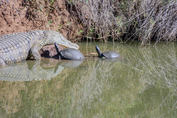 Tartarugas Crocodilos Estão Nadando Tomando Sol Lago Perto Hoedspruit África — Fotografia de Stock