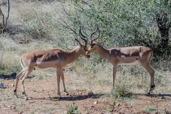 Impalas Sunt Antilope Dimensiuni Medii Care Cutreieră Savana Pădurile Ușoare — Fotografie, imagine de stoc